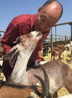 Lingtrul Rinpoche with rescued goat.